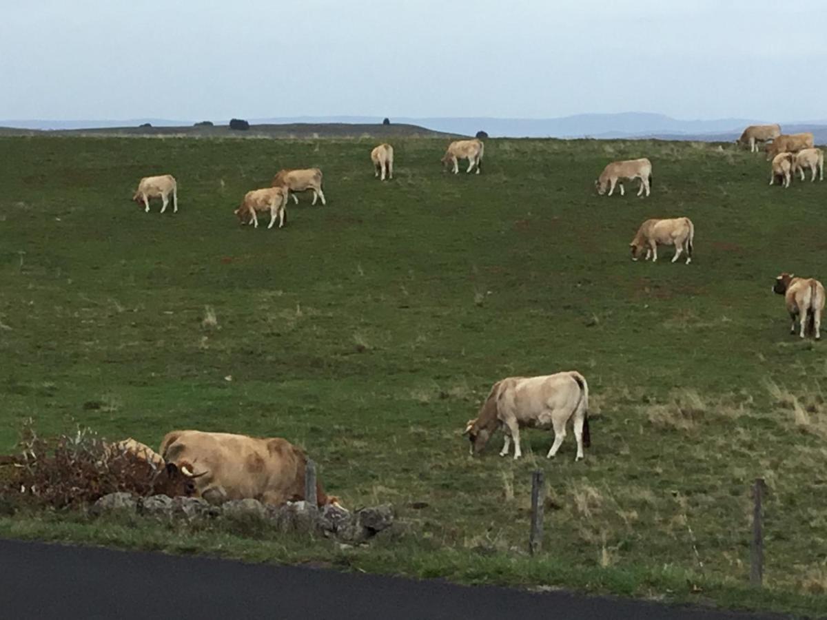 Lo Vedelier D'Aubrac Leilighet Laguiole Eksteriør bilde